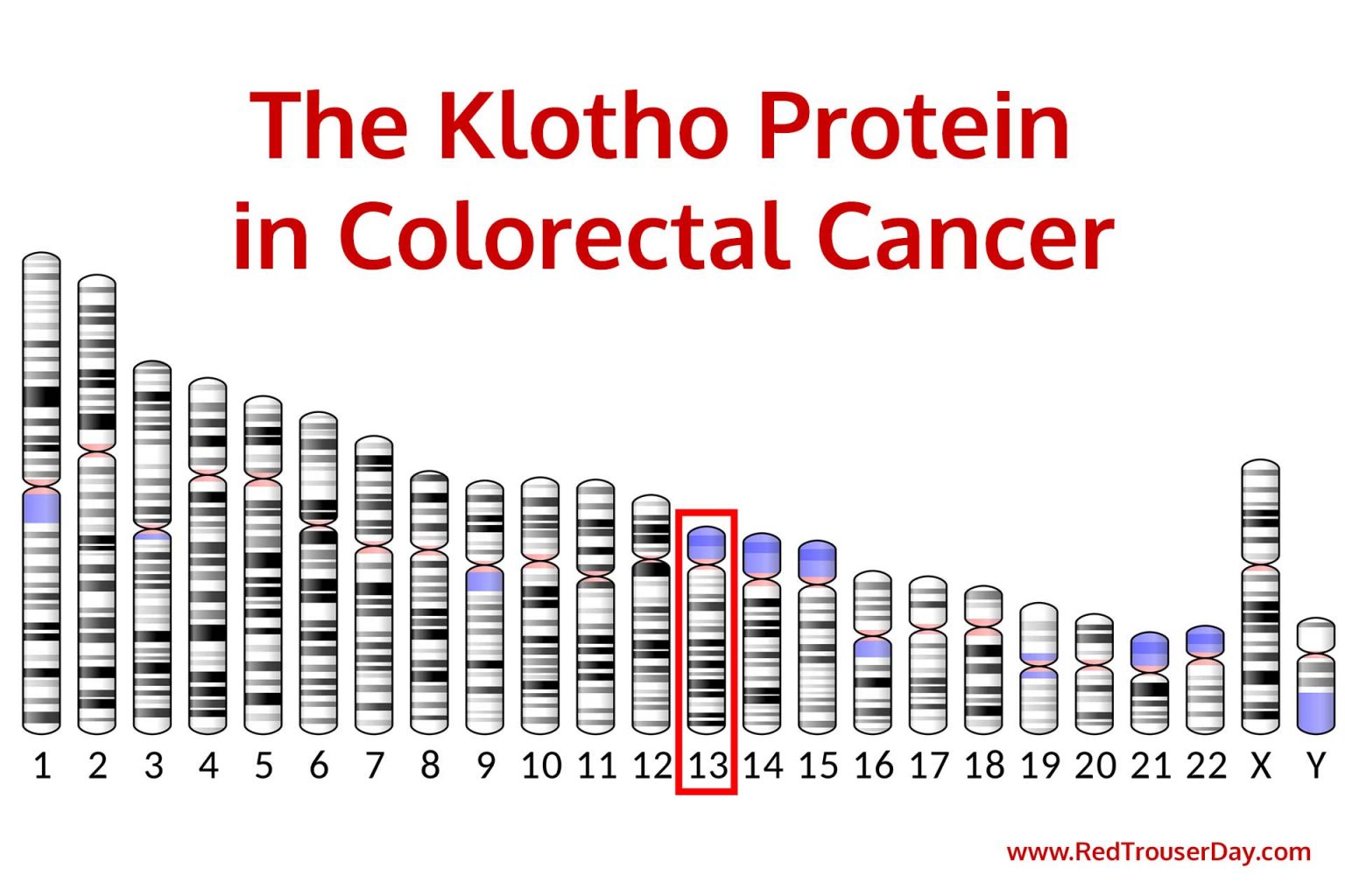 The klotho Protein in Colorectal Cancer Red Trouser Day (RTD)