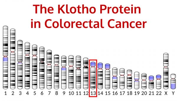 klotho-protein