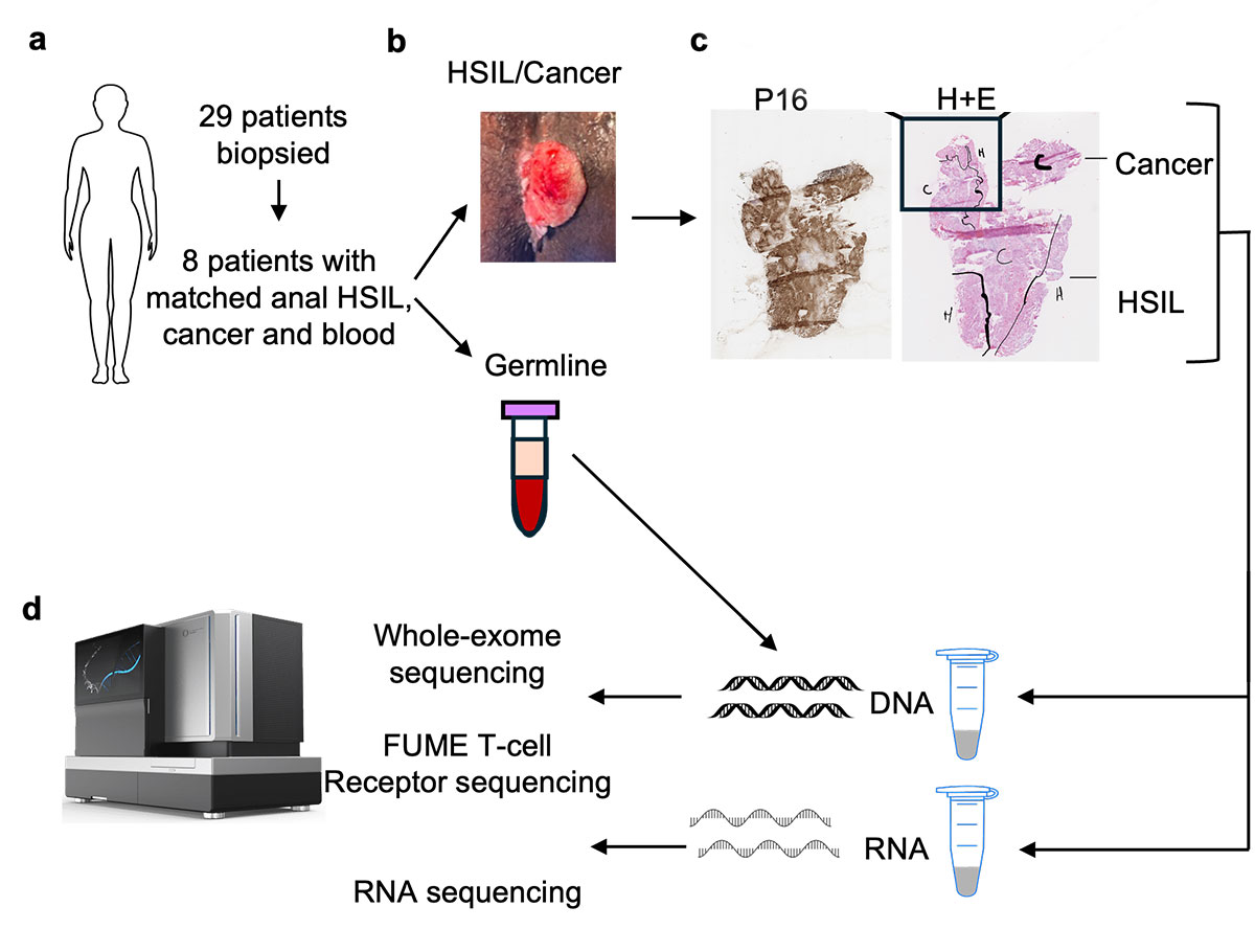 immunogenomic tissue work process